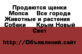 Продаются щенки Мопса. - Все города Животные и растения » Собаки   . Крым,Новый Свет